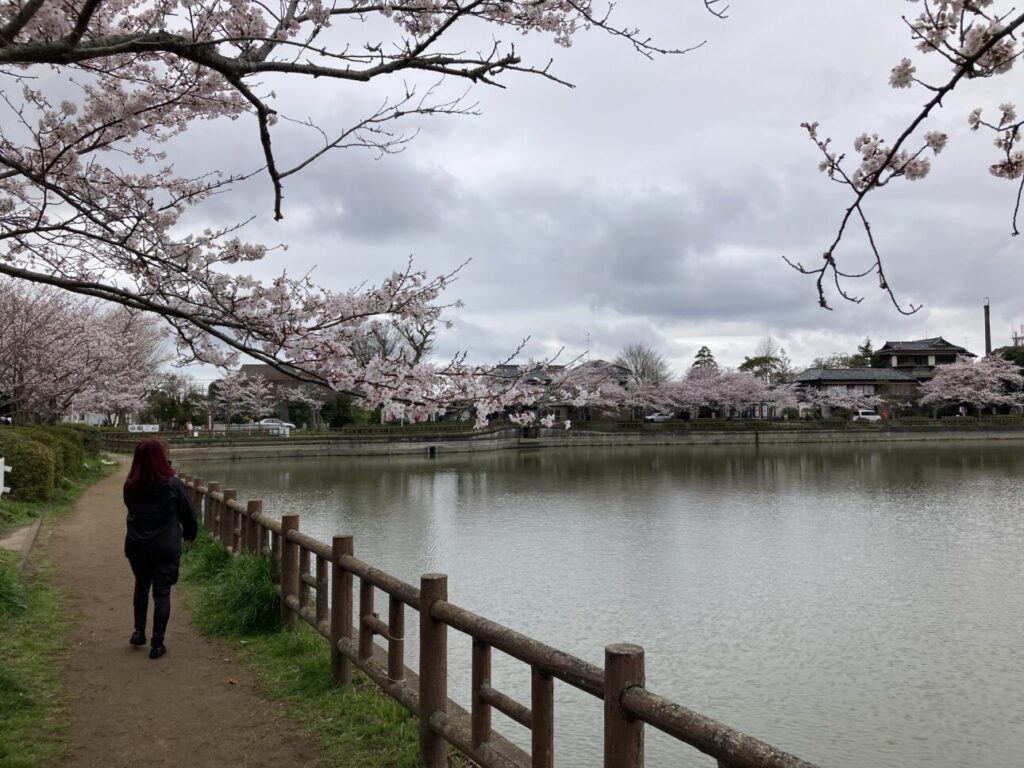 「東金の桜」　徳川家康が造成した八鶴湖のお花見です