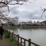 「東金の桜」　徳川家康が造成した八鶴湖のお花見です