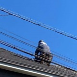 大網白里市でスレート屋根の棟包板金の交換工事の施工事例です