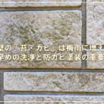 外壁の「苔・カビ」は梅雨に増える！早めの洗浄と防カビ塗装の重要性