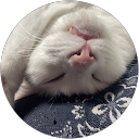 ごまねみみ profile picture